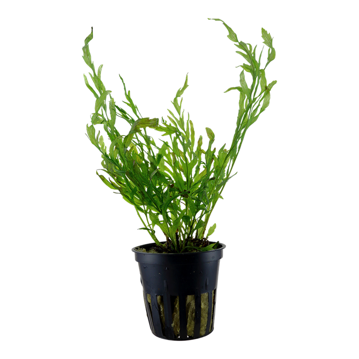 Tropica | Bolbitis heudelotii - Pot