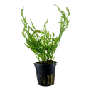 Tropica | Bolbitis heudelotii - Pot