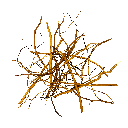 WIO | Root - Amber