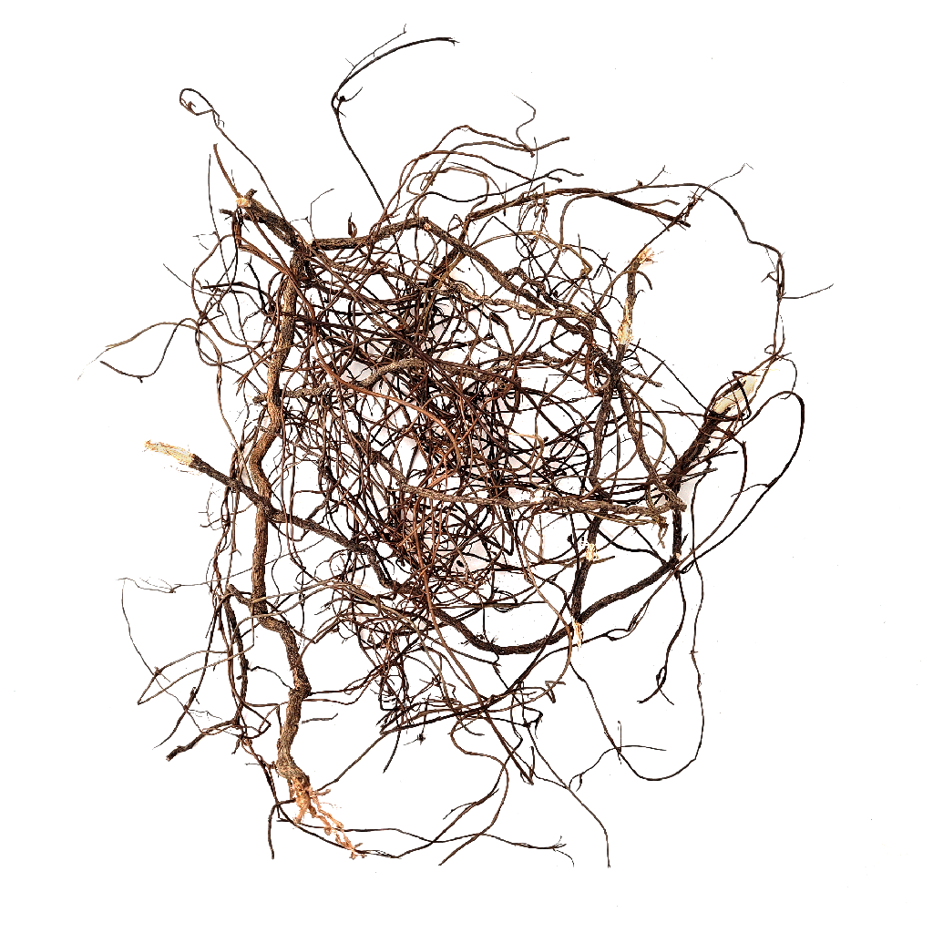 [WI52268] WIO | Root - Mini