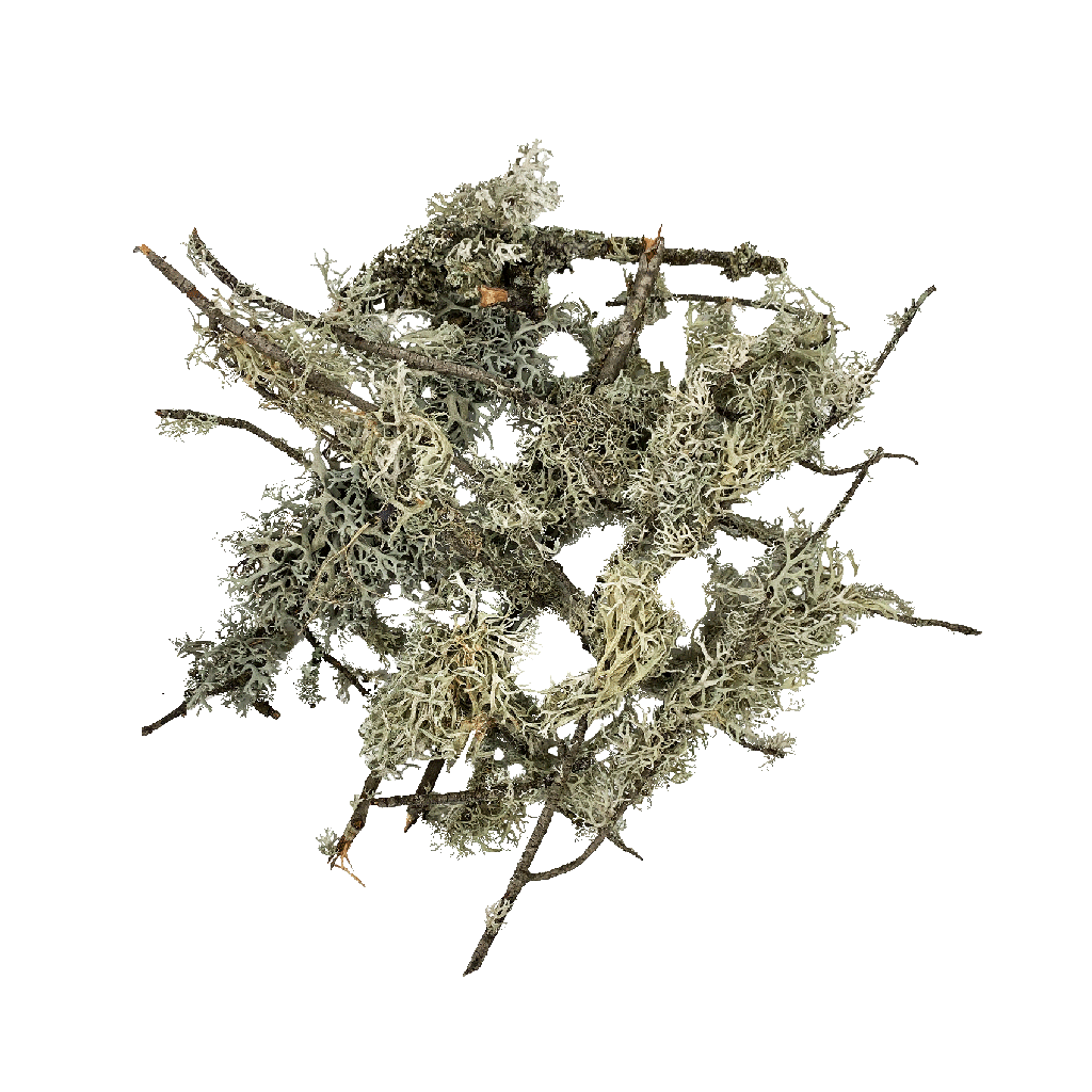 [WI52400] WIO | Lichen - Branches