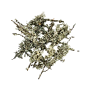 WIO | Lichen - Branches