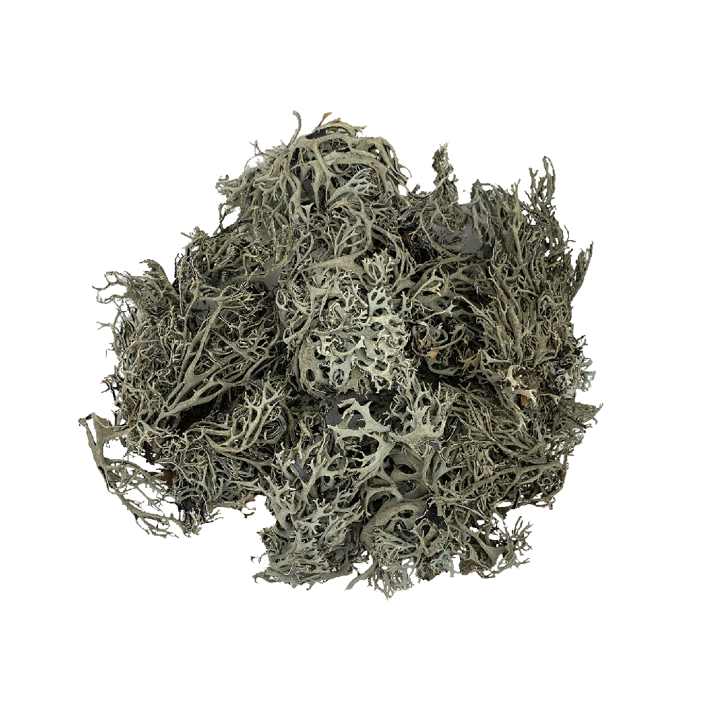 [WI52405] WIO | Lichen - Bites