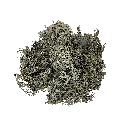 WIO | Lichen - Bites