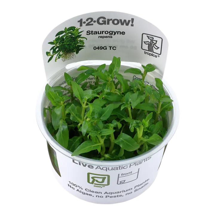 [049G TC] 1-2-Grow! Staurogyne repens