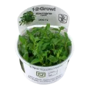 1-2-Grow! Staurogyne repens