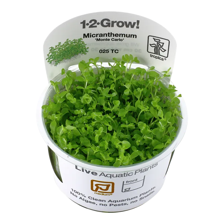 [025 TC] 1-2-Grow! Micranthemum tweediei 'Monte Carlo'