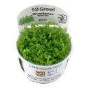 1-2-Grow! Micranthemum tweediei 'Monte Carlo'