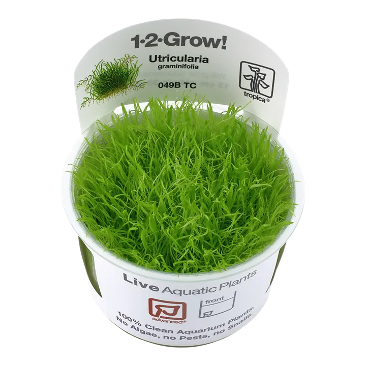 [049B TC] 1-2-Grow! Utricularia graminifolia