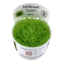 1-2-Grow! Utricularia graminifolia