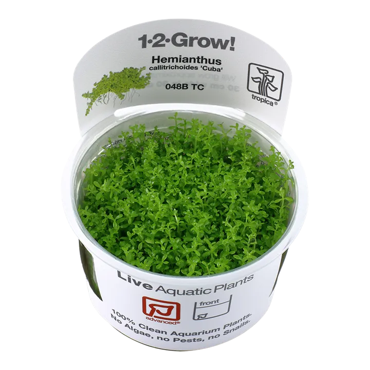 [048B TC] 1-2-Grow! Micranthemum callitrichoides 'Cuba' or Hemianthus callitrichoides 'Cuba'