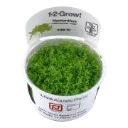 1-2-Grow! Micranthemum callitrichoides 'Cuba' or Hemianthus callitrichoides 'Cuba'