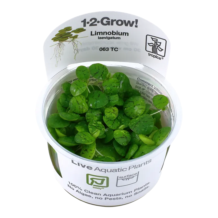 [063 TC] 1-2-Grow! Limnobium laevigatum or 'Amazon frogbit'