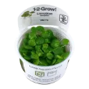 1-2-Grow! Limnobium laevigatum or 'Amazon frogbit'