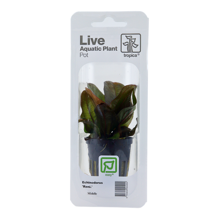 [072D PCS] Tropica | Echinodorus 'Reni' - Pot in blister package