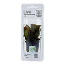 Tropica | Echinodorus 'Reni' - Pot in blister package