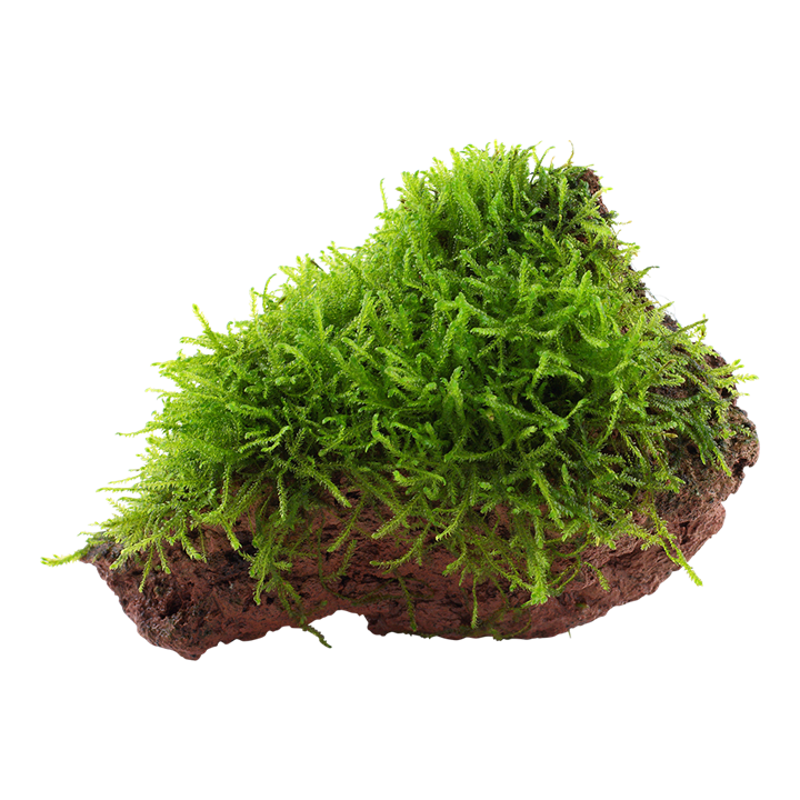 [003 YLS] Tropica | Taxiphyllum barbieri 'Bogor Moss' or 'Java Moss' - on lava stone