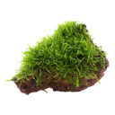 Tropica | Taxiphyllum barbieri 'Bogor Moss' or 'Java Moss' - on lava stone