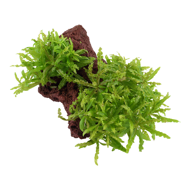 [053H YLS] Tropica | Pogostemon helferi - on lava stone