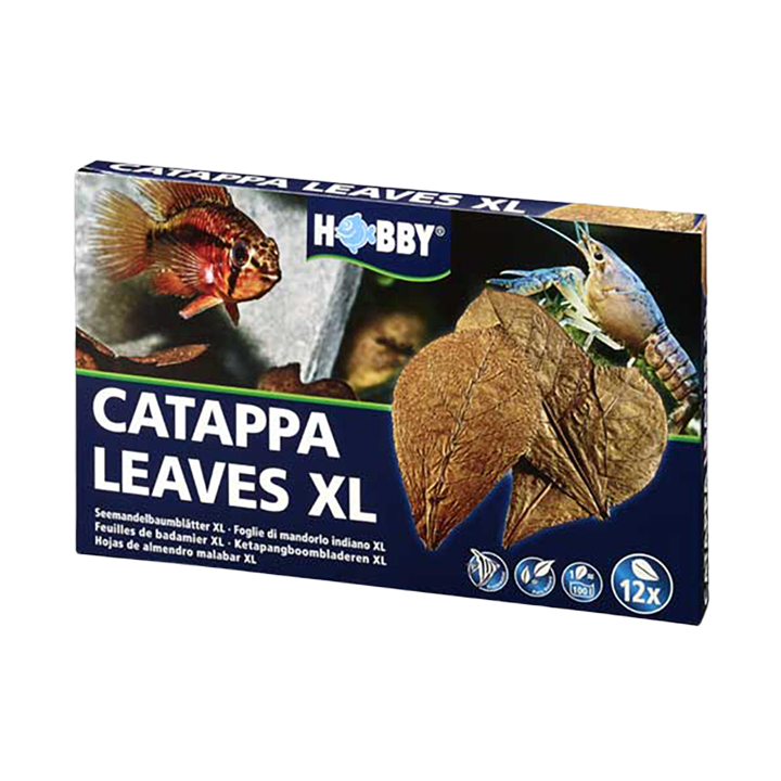 [HO51105] Catappa Leaves XL (12 pcs)