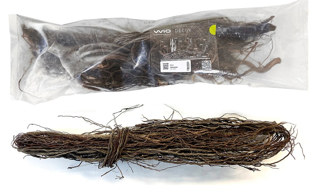 [WI71020150] WIO | Root - Ancient (Limited)