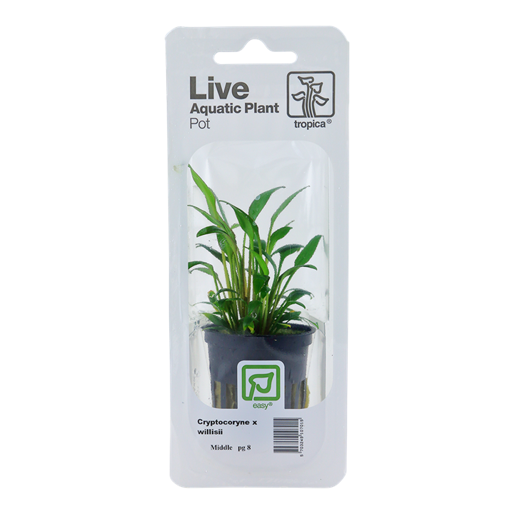 [107 PCS] Tropica | Cryptocoryne x willisii - Pot in blister package