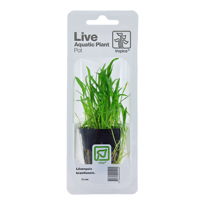 [040 PCS] Tropica | Lilaeopsis brasiliensis - Pot in blister package