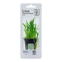 Tropica | Lilaeopsis brasiliensis - Pot in blister package