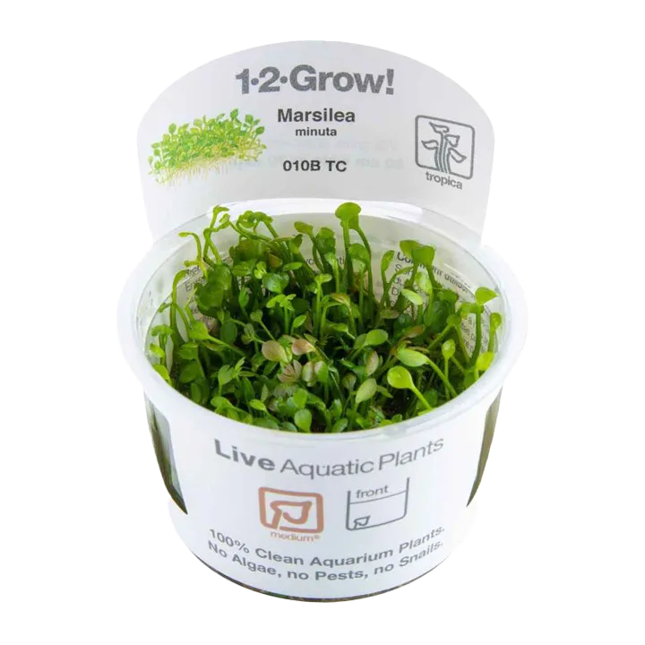 [010B TC] 1-2-Grow! Marsilea crenata or Marsilea minuta