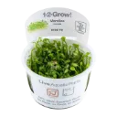 1-2-Grow! Marsilea crenata or Marsilea minuta