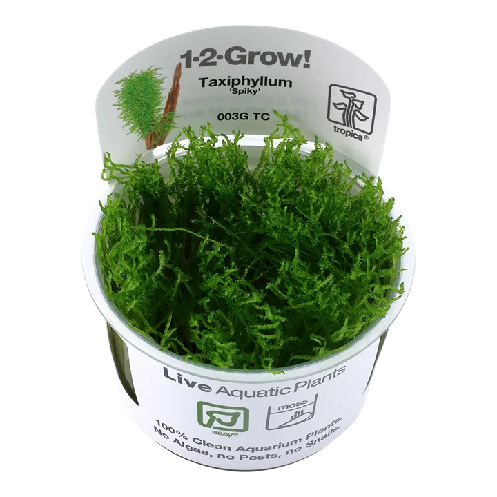 [003G TC] 1-2-Grow! Taxiphyllum ‘Spiky Moss’