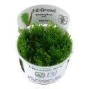 1-2-Grow! Taxiphyllum ‘Spiky Moss’