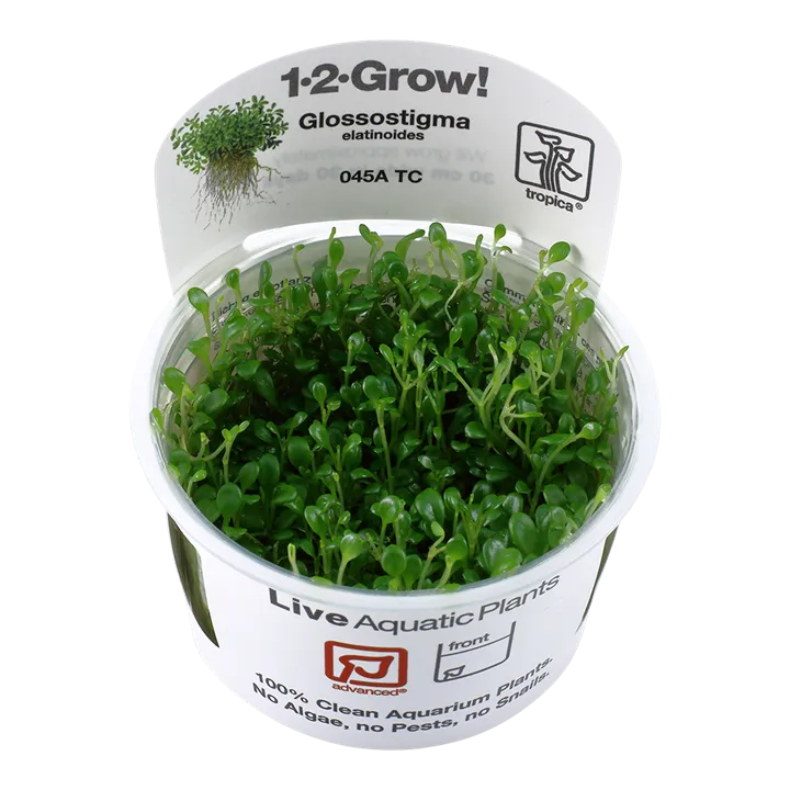 [045A TC] 1-2-Grow! Glossostigma elatinoides
