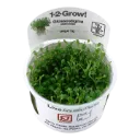 1-2-Grow! Glossostigma elatinoides