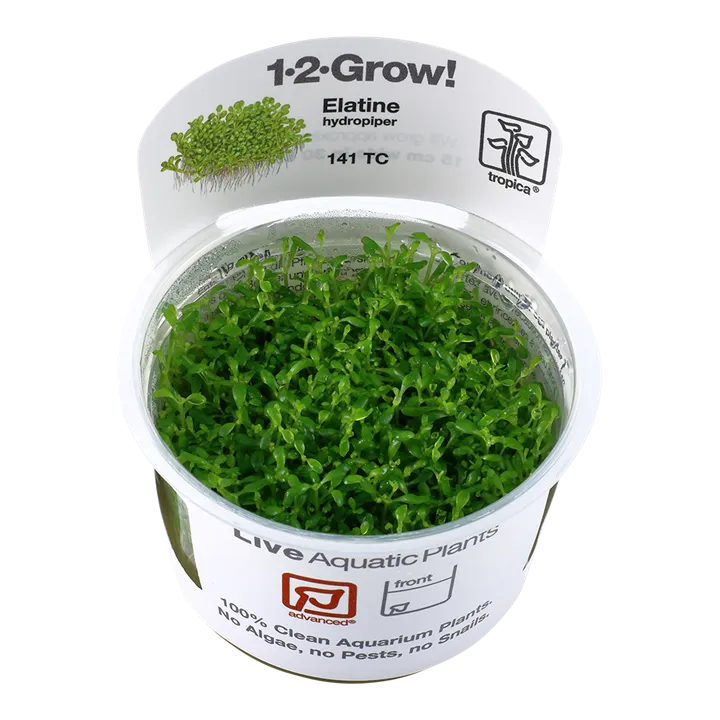 [141 TC] 1-2-Grow! Elatine hydropiper