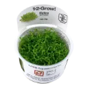 1-2-Grow! Elatine hydropiper