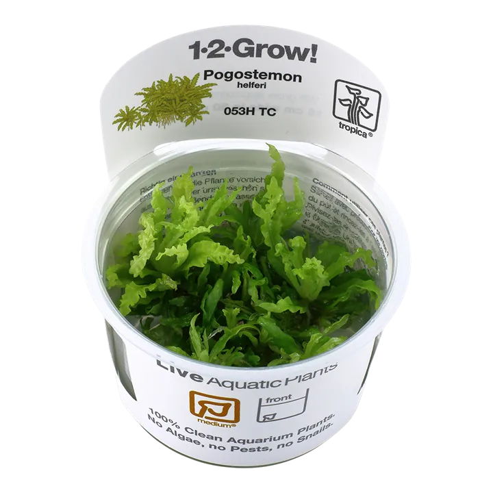 [053H TC] 1-2-Grow! Pogostemon helferi