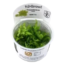 1-2-Grow! Pogostemon helferi