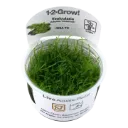 1-2-Grow! Vesicularia montagnei ‘Christmas Moss’