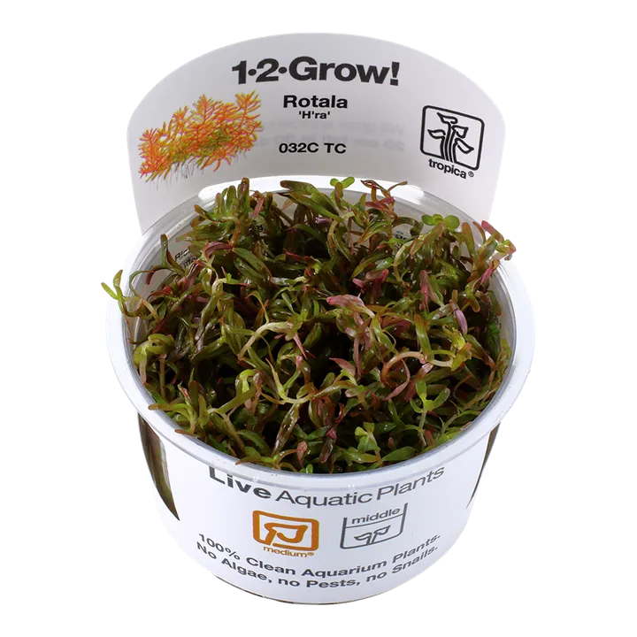 [032C TC] 1-2-Grow! Rotala rotundifolia ‘H’ra’