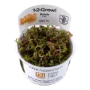 1-2-Grow! Rotala rotundifolia ‘H’ra’