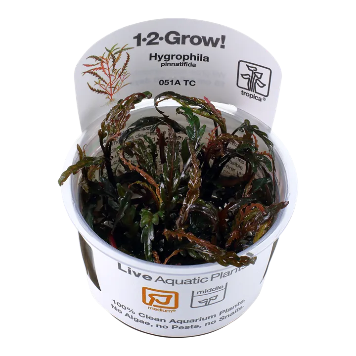 [051A TC] 1-2-Grow! Hygrophila pinnatifida
