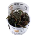1-2-Grow! Hygrophila pinnatifida