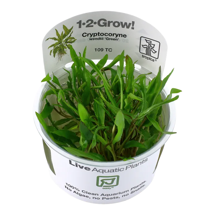 [109 TC] 1-2-Grow! Cryptocoryne wendtii ‘Green’