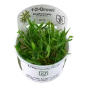 1-2-Grow! Cryptocoryne wendtii ‘Green’