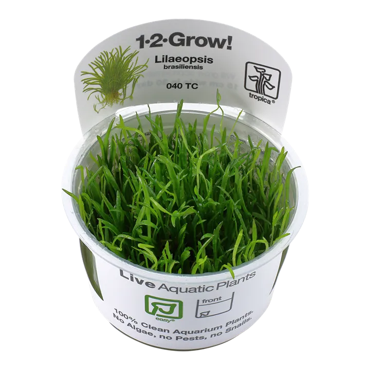 [040 TC] 1-2-Grow! Lilaeopsis brasiliensis