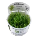 1-2-Grow! Lilaeopsis brasiliensis