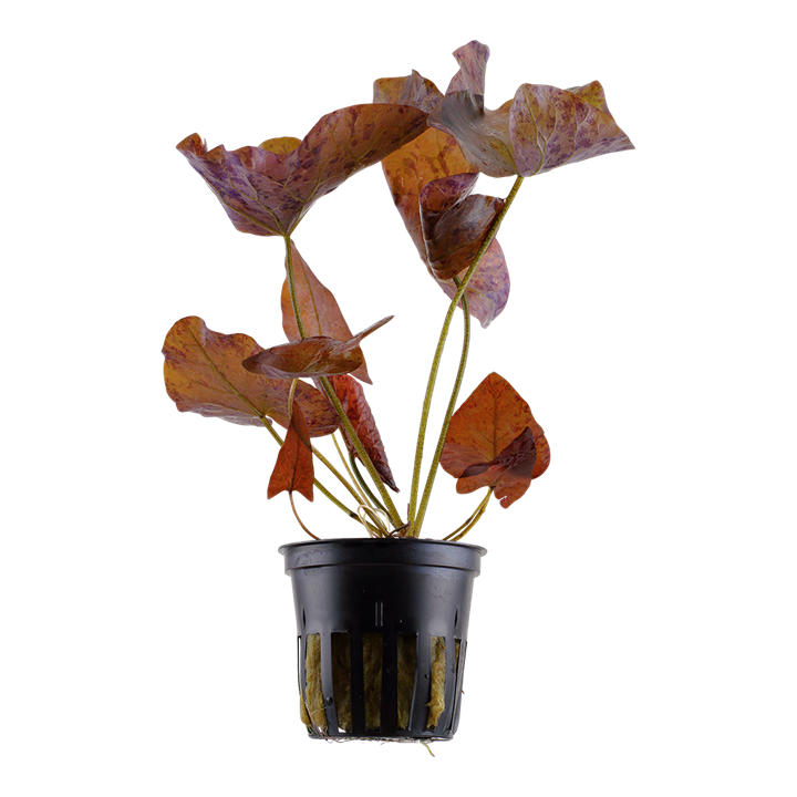 [TR019] Tropica | Nymphaea lotus - Pot