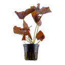 Tropica | Nymphaea lotus - Pot