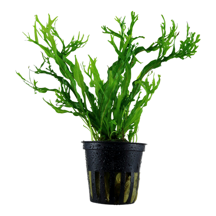 Tropica | Microsorum pteropus ‘Windeløv’